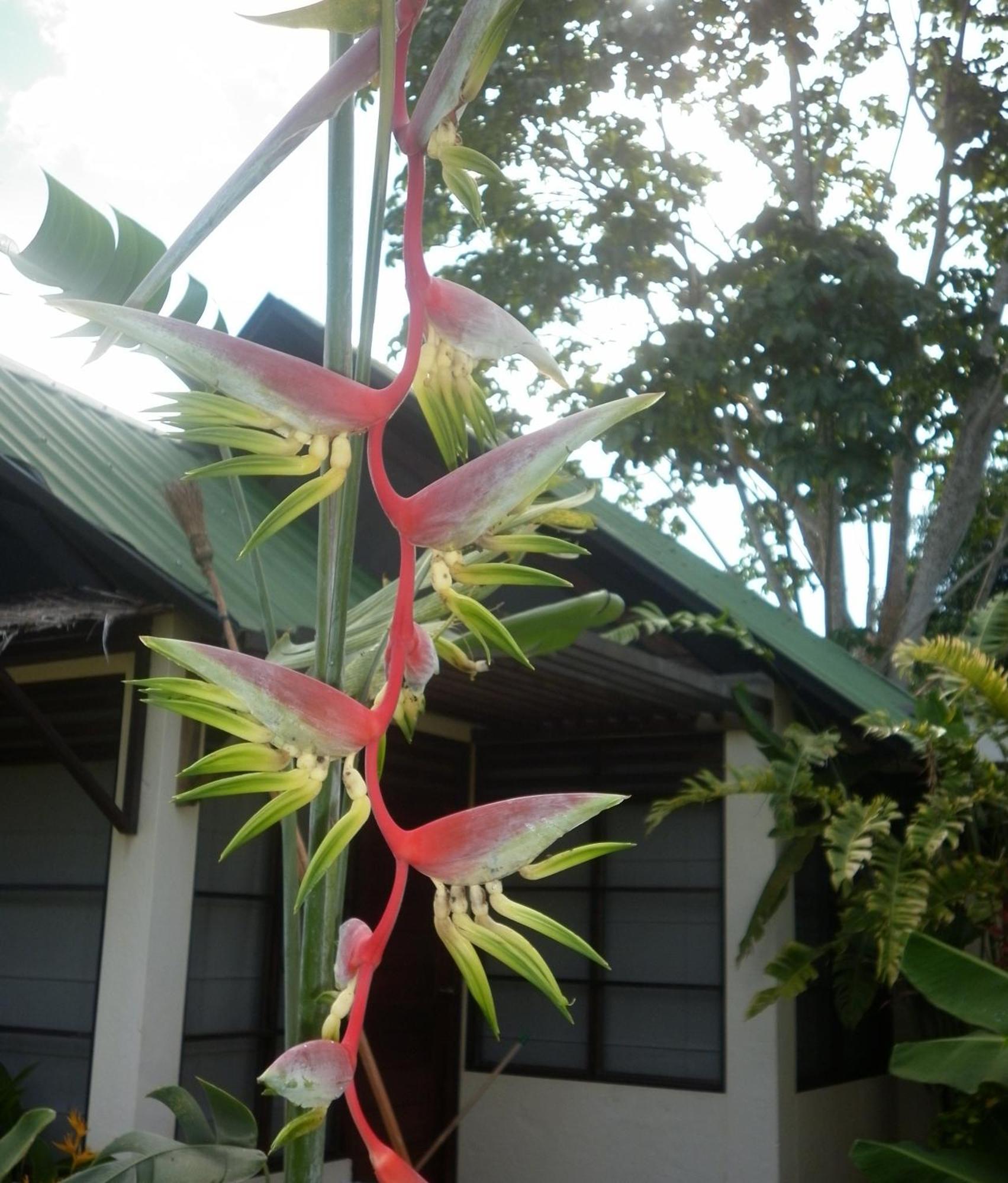 Hotel Amazon Bed And Breakfast Leticia Luaran gambar